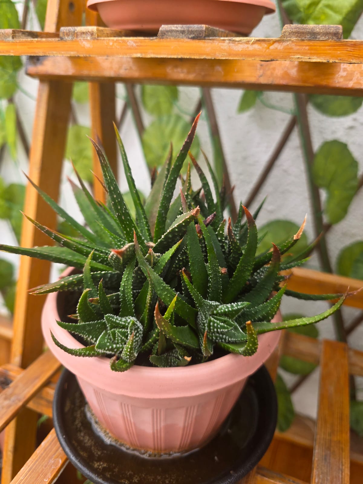 Suculentas