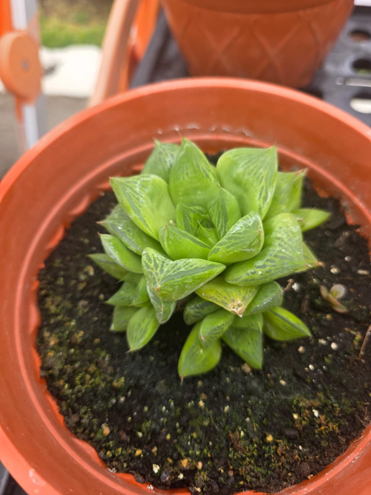Haworthia retusa Comercializadora Nuevo Florecer