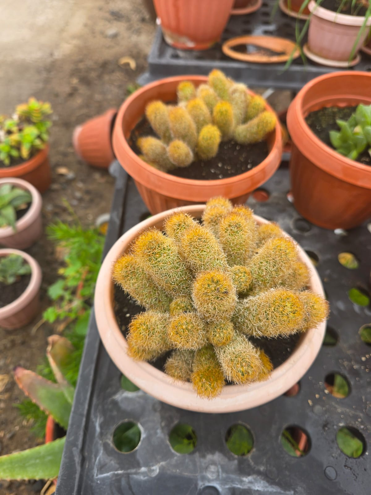 Aporocactus Comercializadora Nuevo Florecer